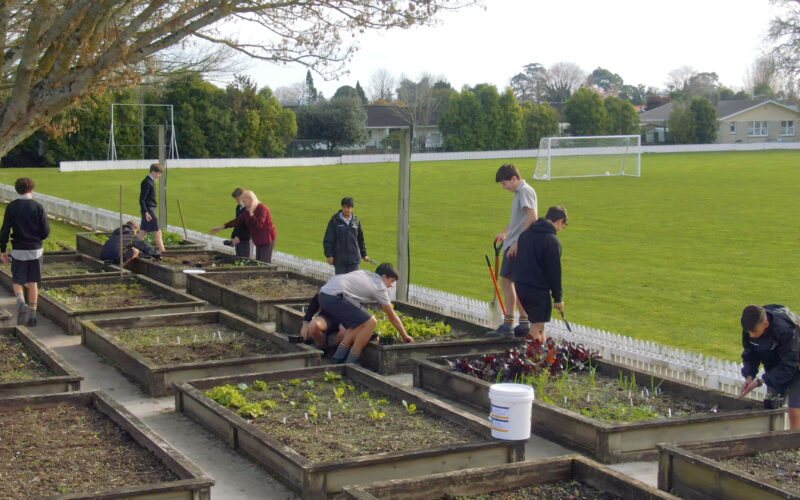 Horticultural patch at St Paul's Collegiate School