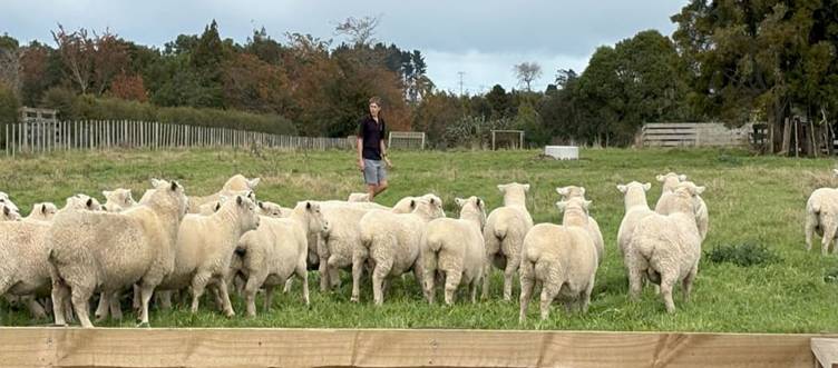 Sheep on Stratford High School school farm