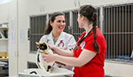 Veterinarian students examining cat