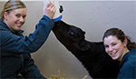 Two veterinary technology students feeding a calf