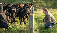 Hamish Gow and some cows